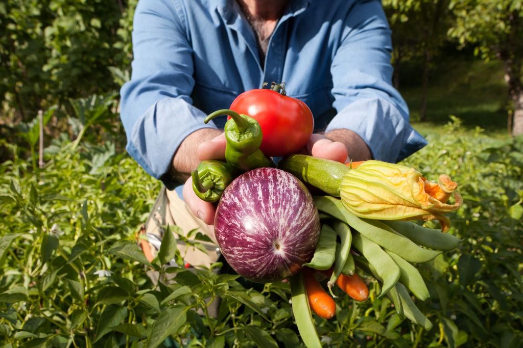La calabaza contribuye a la reducción del estreñimiento y otros problemas digestivos.