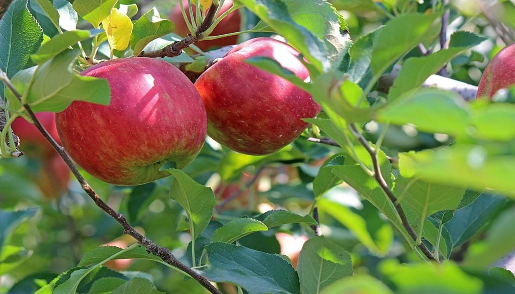 Les pommes subissent les hautes températures Les pommes subissent les hautes températures