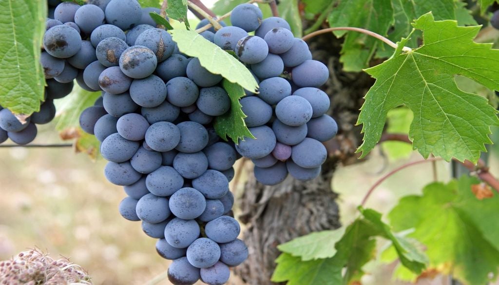 Le vin change en fonction de la terre et des nutriments de celle-ci