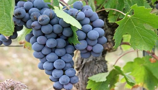 Le r&eacute;chauffement climatique modifie le go&ucirc;t de nos aliments