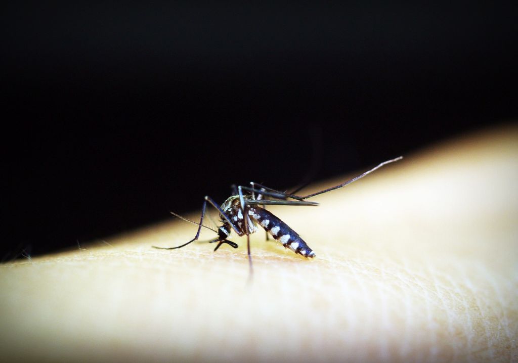 Selon l’OMS, «deux milliards de personnes de plus pourraient être exposées au risque de transmission de la dengue d’ici les années 2080».