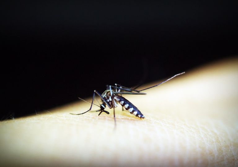 Selon l’OMS, «deux milliards de personnes de plus pourraient être exposées au risque de transmission de la dengue d’ici les années 2080». Selon l’OMS, «deux milliards de personnes de plus pourraient être exposées au risque de transmission de la dengue d’ici les années 2080».