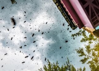 Réchauffement climatique : la Corée du Sud est envahie par les mouches !