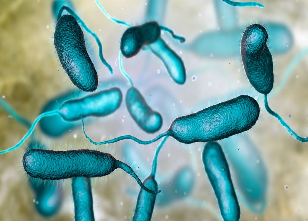 Bactérie Vibrio vulnificus infection mortelle