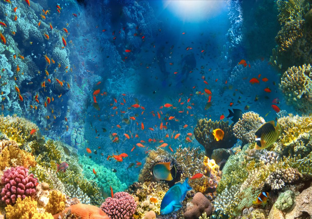 recife de coral; Taiti; Polinésia Francesa