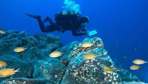 Recifes artificiais ajudam a preservar biodiversidade na Madeira, mas n&atilde;o substituem os naturais