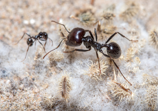 Descubrimiento de microfósiles: realmente un trabajo ¡de hormigas!