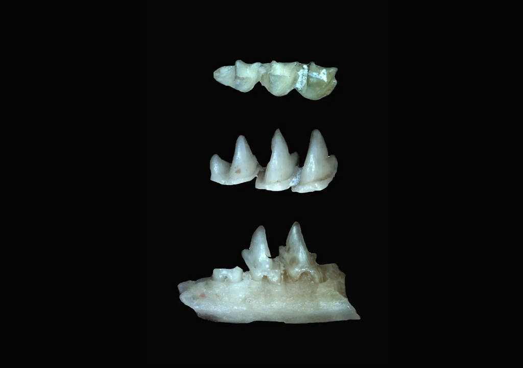 Dientes fósiles de insecto Dientes fósiles de insecto
