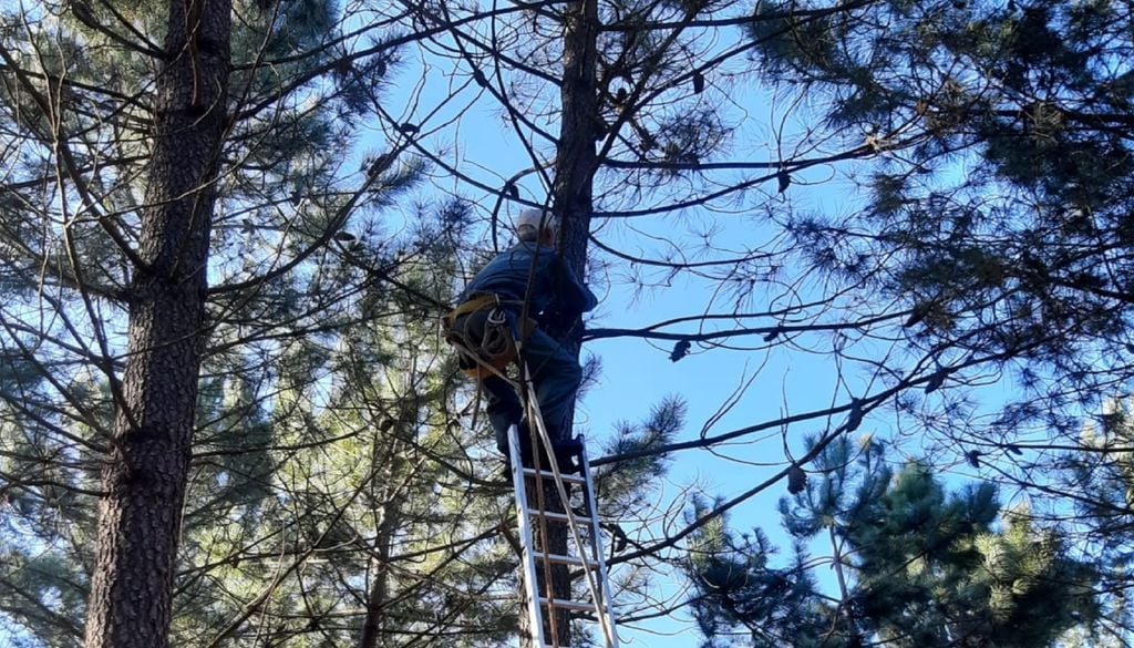 A recolha de pinhas, em condições normais, é realizada por equipas especializadas, num processo demorado e limitado no tempo. Foto: Centro PINUS