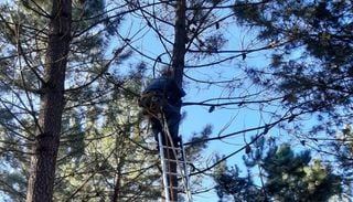 Recolha excecional de sementes ap&oacute;s a tempestade Kristin acelera recupera&ccedil;&atilde;o do Pinhal de Leiria