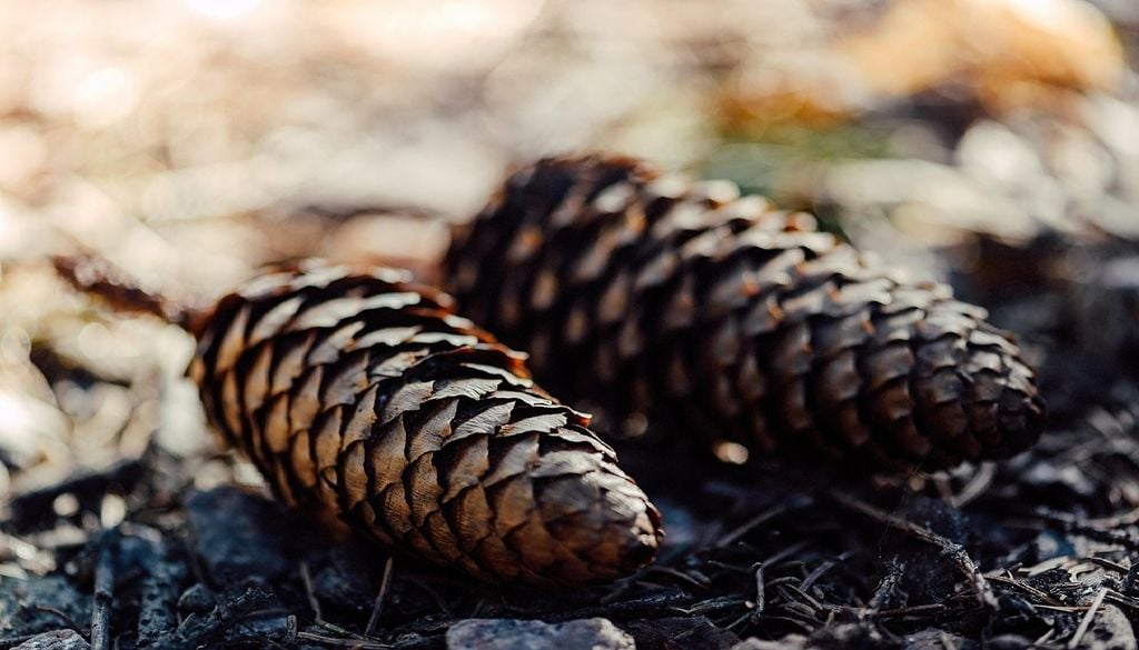 Em três dias, as equipas do Centro PINUS e do ICNF recolheram 10 toneladas de pinha que podem vir dar origem a mais de quatro milhões de plantas. Foto: Jeremy Kyejo via Pixabay
