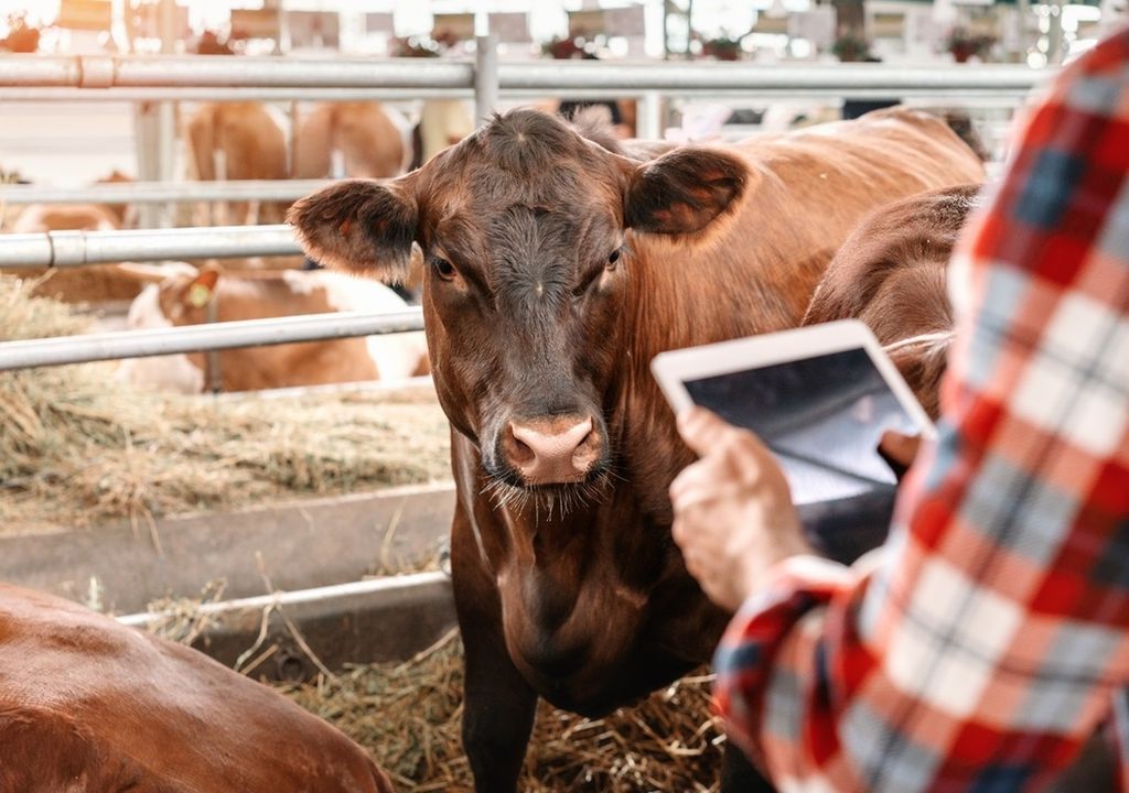 Recomendaciones del INTA para el manejo del ganado frente a las inundaciones