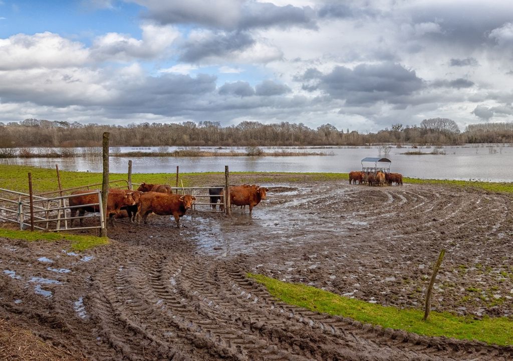 Recomendaciones del INTA para el manejo del ganado frente a las inundaciones