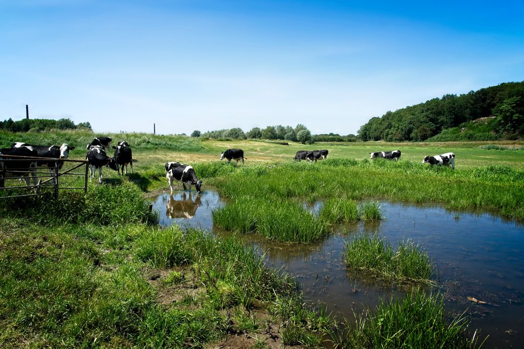 Recomendaciones del INTA para el manejo del ganado frente a las inundaciones
