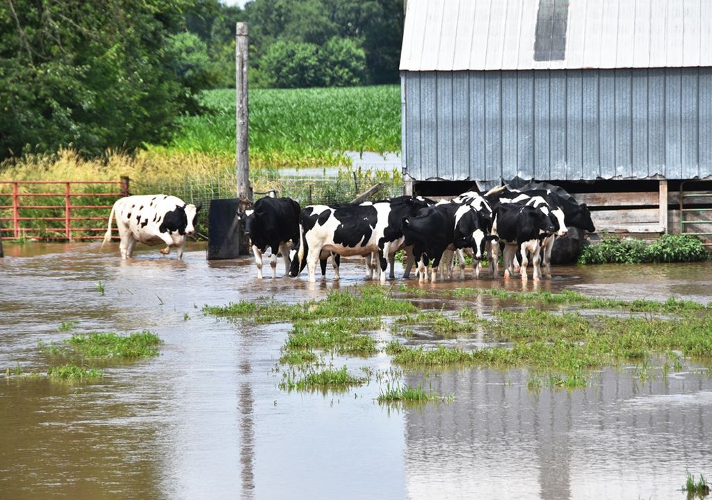 Recomendaciones del INTA para el manejo del ganado frente a las inundaciones