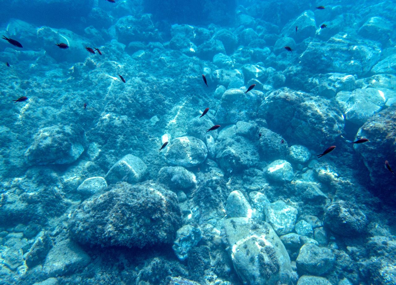 Le poisson filmé à 8 km sous l'eau est le plus profond jamais observé !