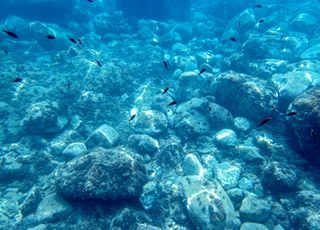 Dingue ! Comment ce poisson inconnu peut-il vivre à 8 km de profondeur ?