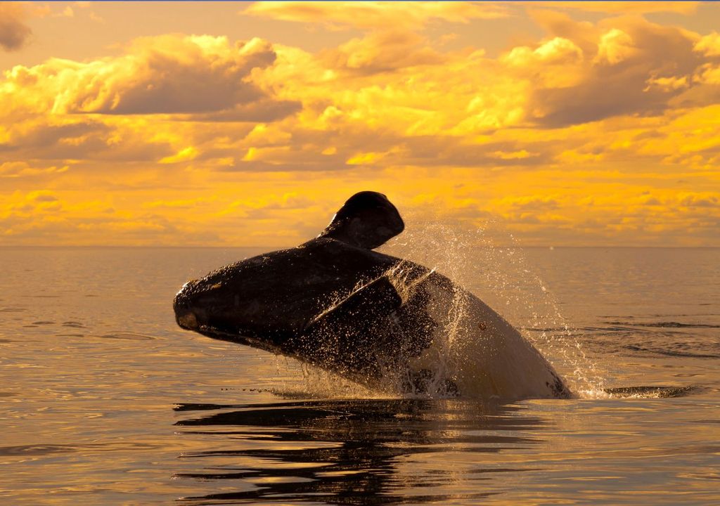 Registran cifras récord de ballenas en Península Valdés