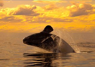 Récord histórico de ballenas en Península Valdés: registran más de 2.100 ejemplares en esta temporada 2025