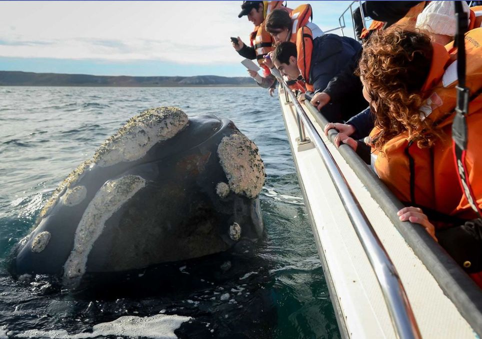 Avistaje de ballenas en Península Valdés