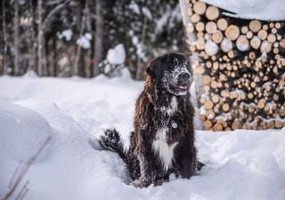 Record snowfall in Newfoundland, Canada