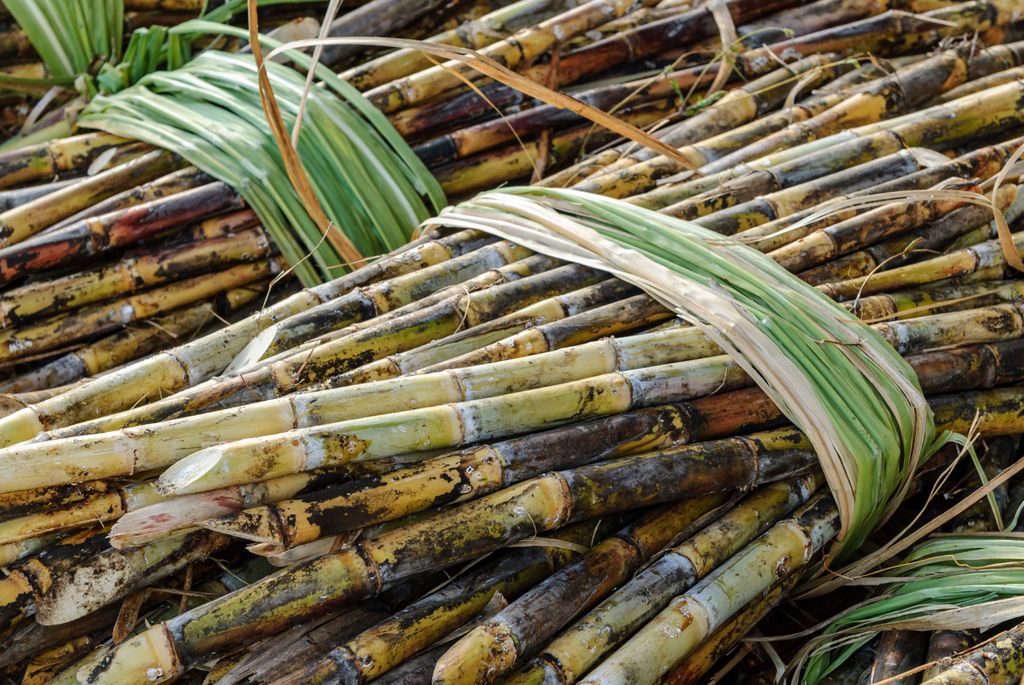 Agro, agricultura, Brasil, Cana de açúcar.