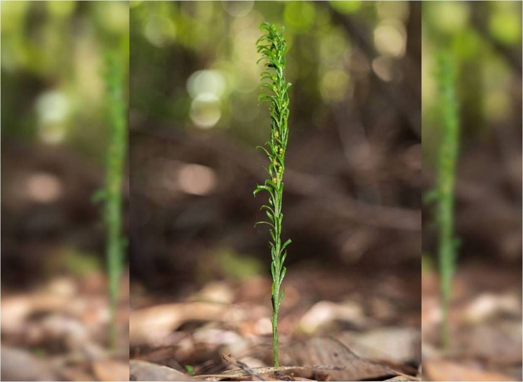 Tmesipteris oblanceolata