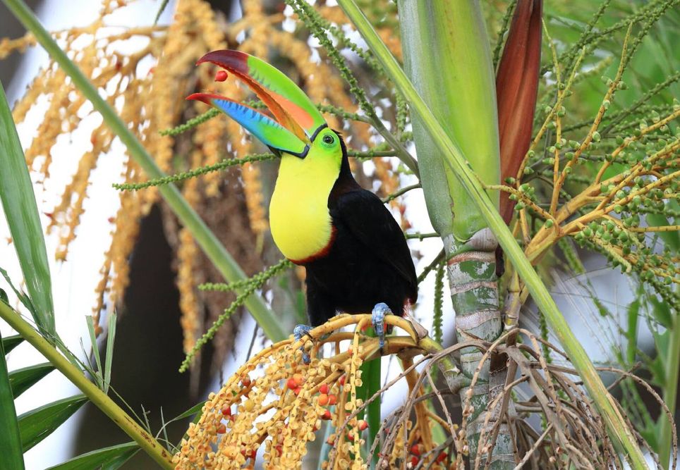 El aracari de collar (Pteroglossus torquatus) es una de las pocas aves que puede dispersar plantas con semillas grandes, desempeñando un papel fundamental en la dispersión en los bosques de Centro y Sudamérica. Crédito: ETH Zurich/Christian Ziegler.