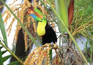 La recuperación natural de los bosques tropicales sólo es posible con la ayuda de aves frugívoras, según un estudio