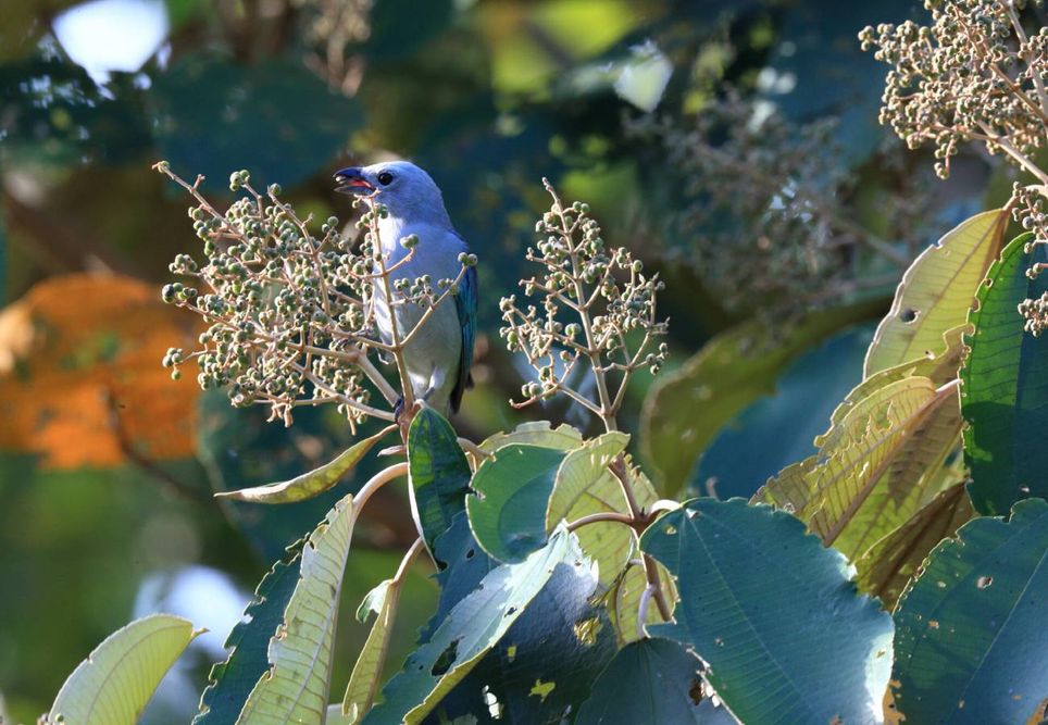 Una tangara de frente blanca (Thraupis episcopus), o tangara gris azulada, que dispersa semillas de Miconia (Melastomataceae). Crédito: ETH Zurich/Christian Ziegler.