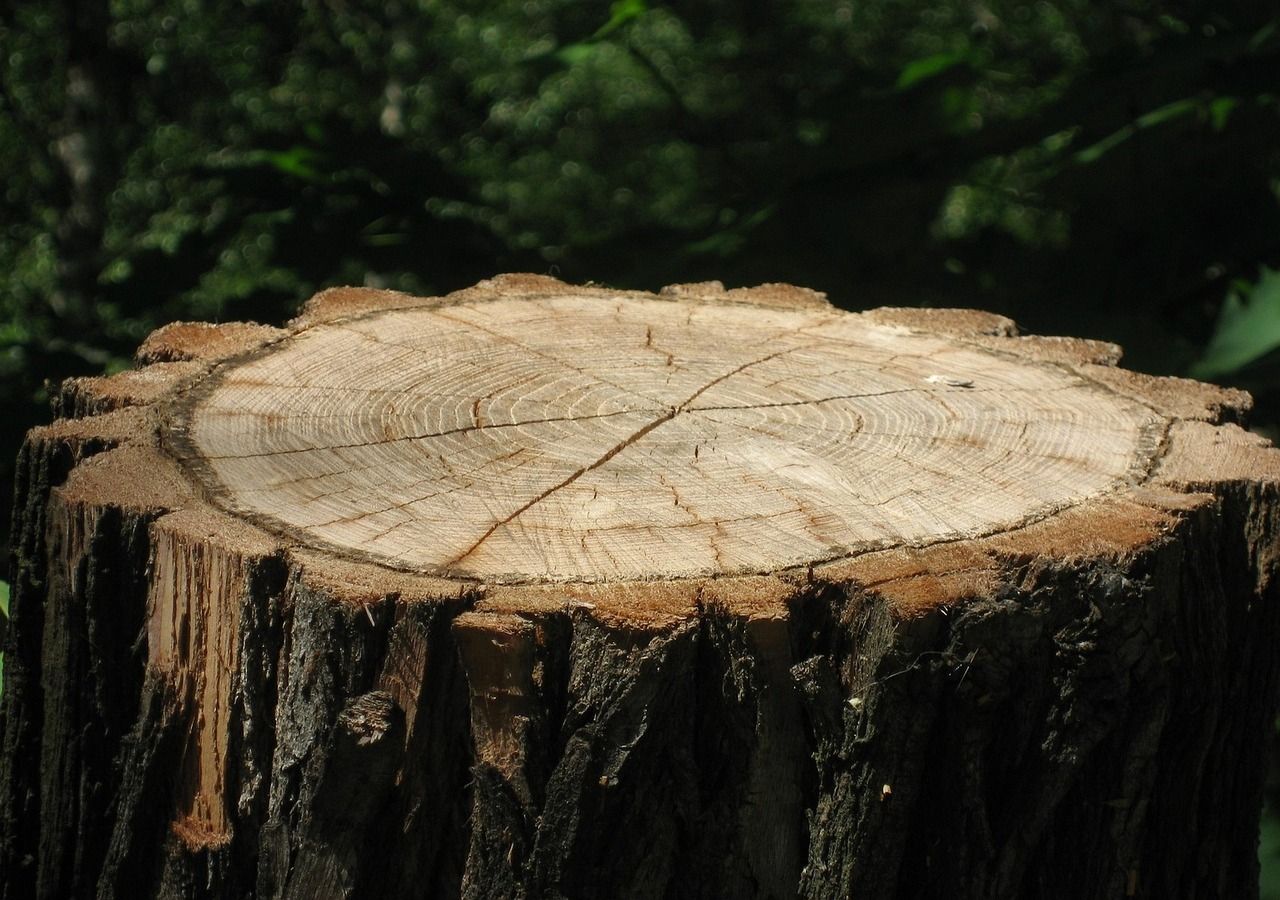 Recycling an old tree stump to create beautiful stepping stones