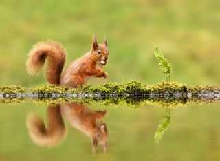 Red squirrels could be saved from UK extinction by Scottish forests