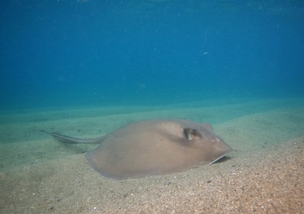 Análisis de datos históricos y de registros de pescadores recreativos permitieron confirmar la presencia de la especie en el norte de Chile. Crédito imagen: Alberto Alcalá. Análisis de datos históricos y de registros de pescadores recreativos permitieron confirmar la presencia de la especie en el norte de Chile. Crédito imagen: Alberto Alcalá.