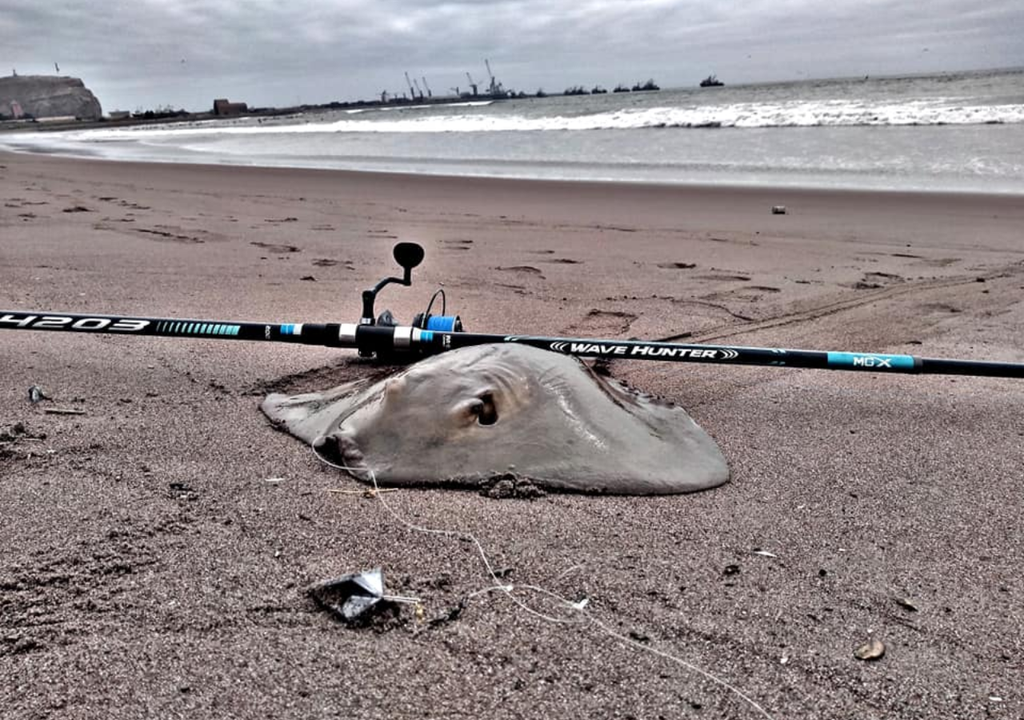 Fotografías de pescadores recreativos permitieron confirmar la presencia de la especie, pero también su vulnerabilidad. Crédito imagen: Iván Contreras Ibarra. Fotografías de pescadores recreativos permitieron confirmar la presencia de la especie, pero también su vulnerabilidad. Crédito imagen: Iván Contreras Ibarra.