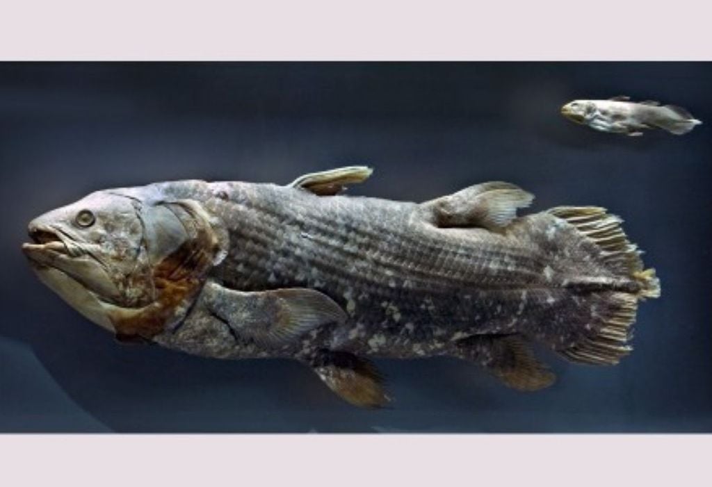 Celacanto exposto no Museu Nacional de História Natural, nos Estados Unidos: em trabalhos futuros, pesquisadores pretendem analisar as semelhanças dos músculos cranianos do peixe com os de tetrápodes, como anfíbios e répteis (foto: NRF-SAIAB 34464, Coelacanth, SAIAB. Imagem cedida para a FAPESP pelo NMNH SI) Celacanto exposto no Museu Nacional de História Natural, nos Estados Unidos: em trabalhos futuros, pesquisadores pretendem analisar as semelhanças dos músculos cranianos do peixe com os de tetrápodes, como anfíbios e répteis (foto: NRF-SAIAB 34464, Coelacanth, SAIAB. Imagem cedida para a FAPESP pelo NMNH SI)