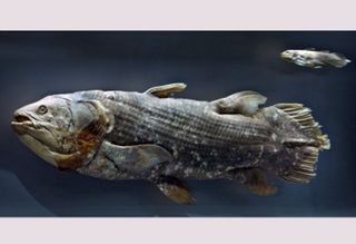 Redescoberta anatômica em peixe considerado 