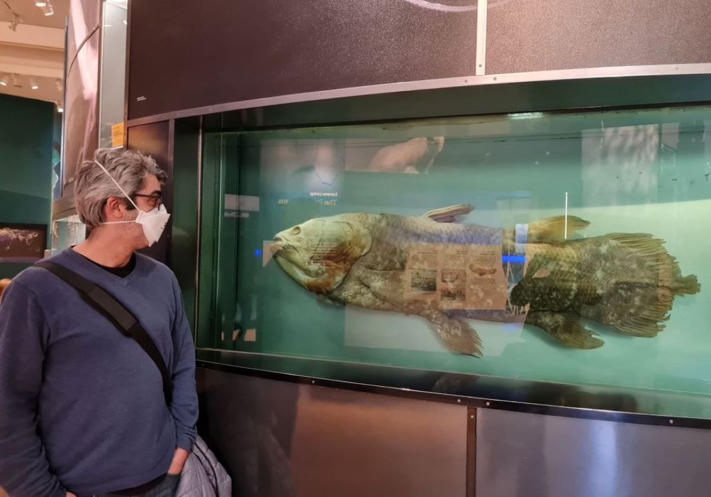 Um dos autores do estudo, Aléssio Datovo posa ao lado de um exemplar de celacanto exposto no Museu Nacional de História Natural, da Smithsonian Institution (foto: arquivo pessoal) Um dos autores do estudo, Aléssio Datovo posa ao lado de um exemplar de celacanto exposto no Museu Nacional de História Natural, da Smithsonian Institution (foto: arquivo pessoal)
