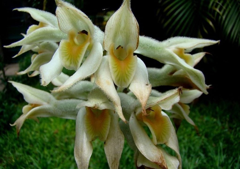 La orquídea Pteroglossa macrantha, es una planta que durante más de un siglo no había vuelto a documentarse en territorio argentino.