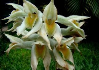 Redescubren en Corrientes una orqu&iacute;dea que no se ve&iacute;a en Argentina desde 1908