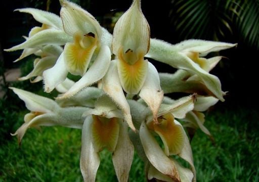 Redescubren en Corrientes una orqu&iacute;dea que no se ve&iacute;a en Argentina desde 1908