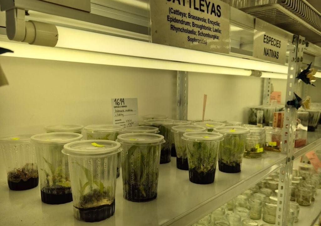 Pteroglossa macrantha es una orquídea terrestre que alcanza hasta 45 cm de altura, con raíces carnosas y peludas, y una roseta basal de hojas lanceoladas, coriáceas y de margen translúcido. (UNNE)