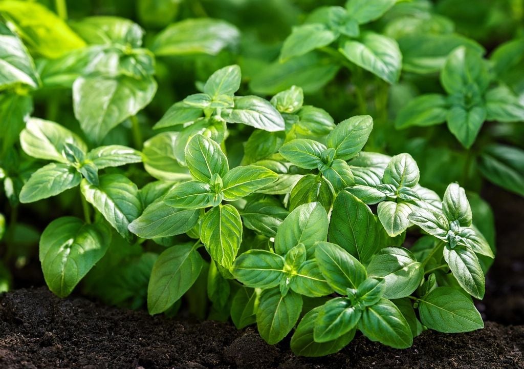 albahaca albahaca