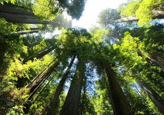 Redwood trees holiday in the UK and now it looks like they will be staying for good