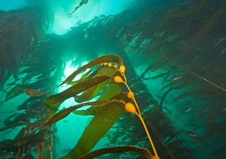 Refugio Kelp, el tablero donde se aprende a proteger los ecosistemas marinos