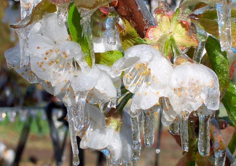 Flor del ciruelo congelada Flor del ciruelo congelada
