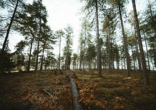 Regenerative approach to sustainable timber could help meet growing demand