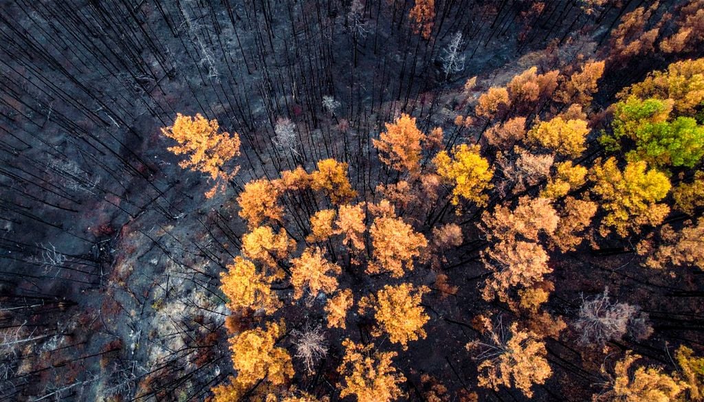 Umweltzerstörungen wie Waldbrände sorgen weltweit für weniger intakte Waldflächen.