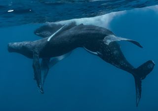 ¡Nunca visto! Registran a dos ballenas macho teniendo relaciones sexuales