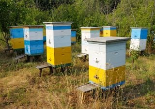 Registro apícola obligatorio: la nueva medida para proteger a las abejas de los plaguicidas en Chile