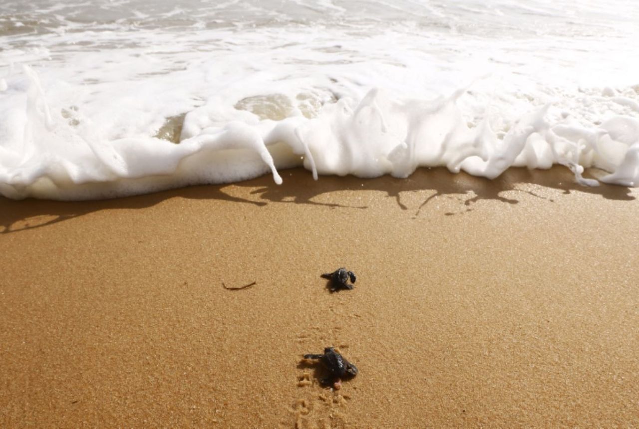 Meteor Turtle Historic record, “grandmother turtle” returns to lay eggs after 37 ...